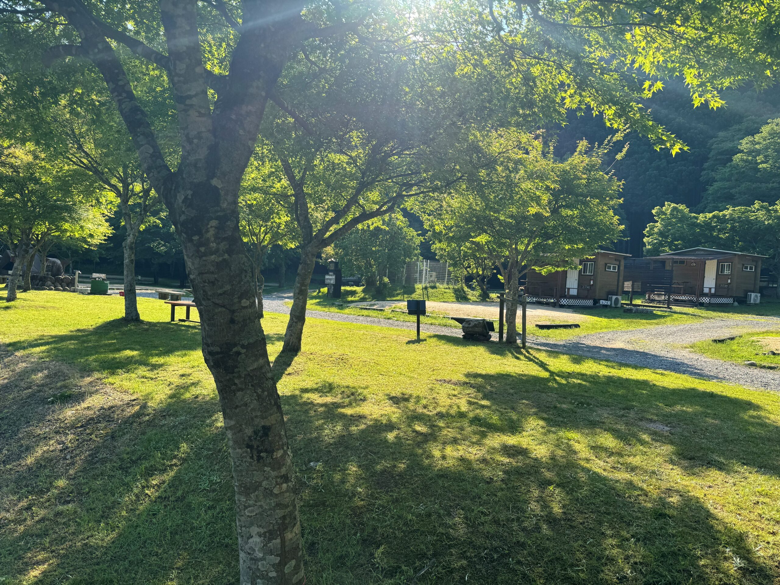 朝の光が差し込む緑のキャンプ場